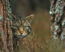 Неуловимая гигантская кошка таки попала в объектив: фото
