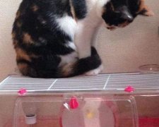 Кот представляет себя хомяком (видео)