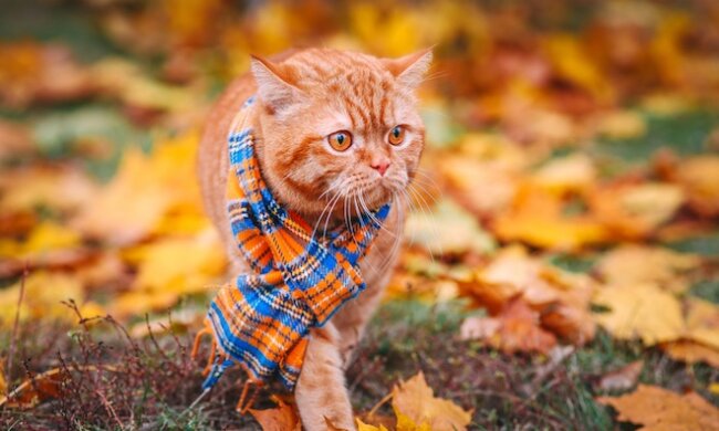 Бабье лето сдает позиции: синоптик рассказала, когда в Украину вторгнутся похолодание