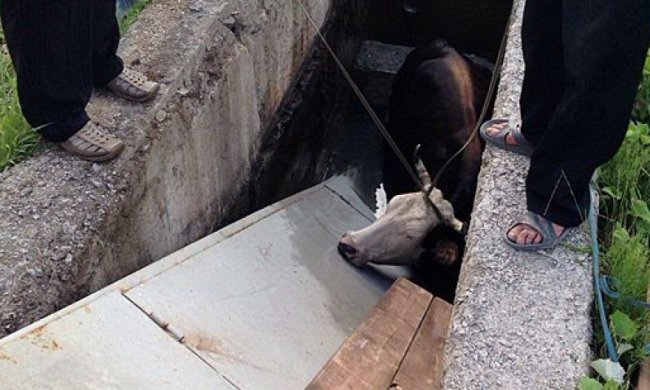 Спасатели освободили корову с пожарного водоема в Ужгородском (фото)