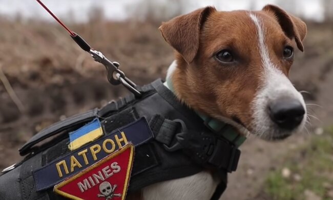 Пес Патрон. Фото: скрін youtube