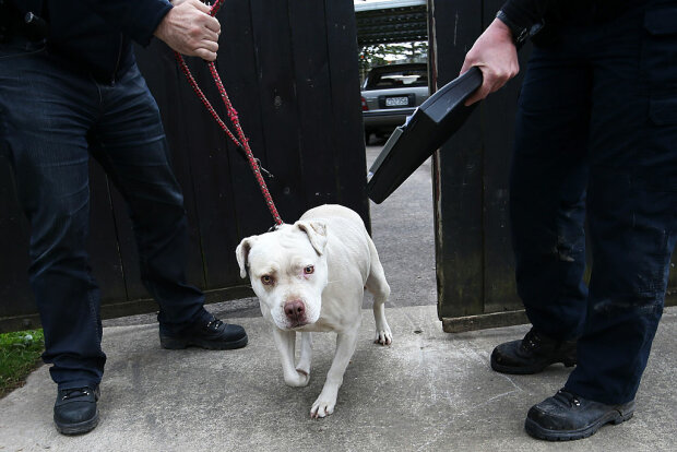 Собака, фото: Getty Images
