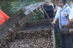 ферма равликів, скріншот з відео