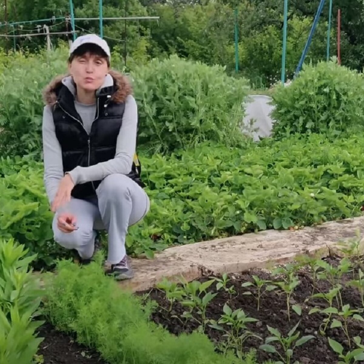 Дачники рассказывали, какие овощи не страдают от нехватки солнца - ЗНАЙ ЮА