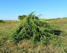 На Луганщині правоохоронці знищили 2 га конопель (фото)