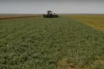 На Тернопольщине вредный жук закрыл на карантин целые села, настоящая напасть