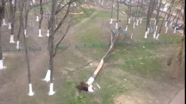 Нещадний буревій наробив лиха у Харкові - десятки дерев вирвано "з м'ясом", комунальники збилися з ніг