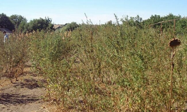 Правоохоронці вилучили 220 кущів конопель у пенсіонерки (фото)