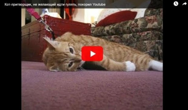 Ленивый кот покорил соцсети (видео)