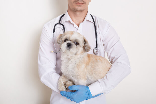 Лікарі для домашніх улюбленців: як знайти та де навчають ветеринарів в Україні