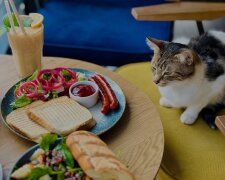 Котокафе Miau Grau у Варшаві закривається після 7 років роботи