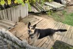 На Львівщині вівчарка напала на дворічного хлопчика