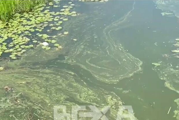 Река Харьков позеленела от жары: "Все живое загибается"
