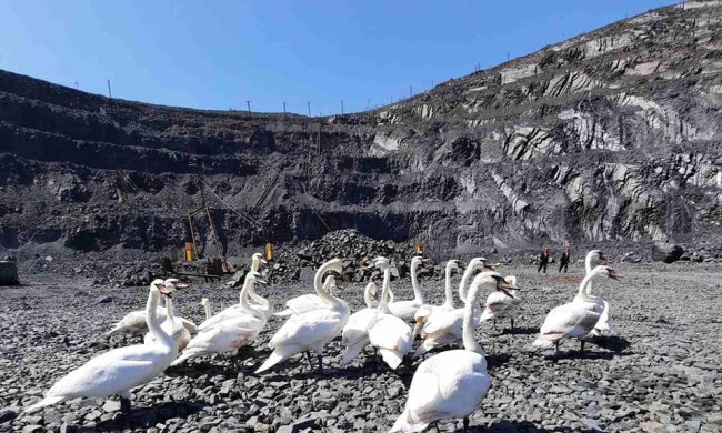 У місті Зеленського зграя лебедів опинилася в кам'яному мішку - птахи помирають через пекельну спеку