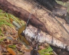 Двоє солдатів підірвалися на розтяжці у Станиці Луганській
