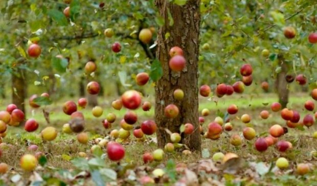 Украина сократила импорт яблок - свои девать некуда
