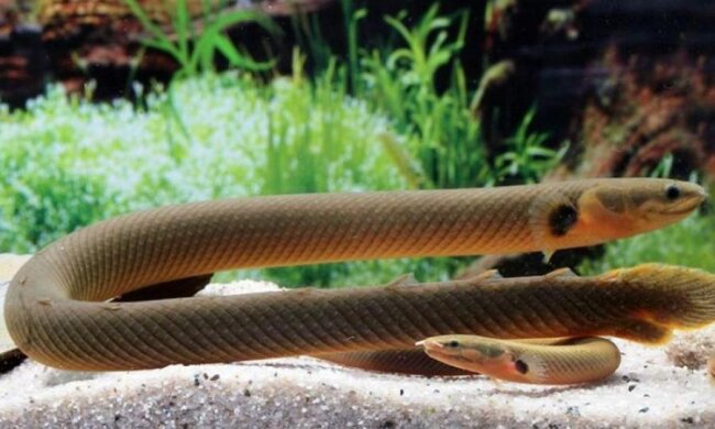 Ученые нашли недостающее звено эволюции