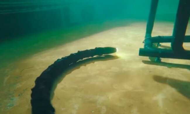 Норвежские ученые создали змею-робота (фото, видео)