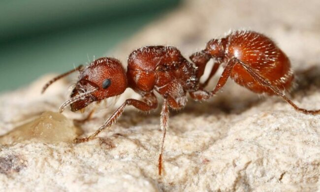 Ученые доказали пользу смертельно опасных насекомых