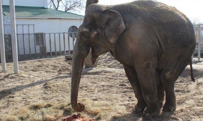 Екзотичних мешканців харківського зоопарку привітали з 8 Березня