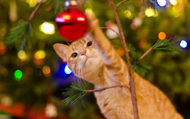 Котик буде плакати: як вберегти новорічну ялинку від тварин