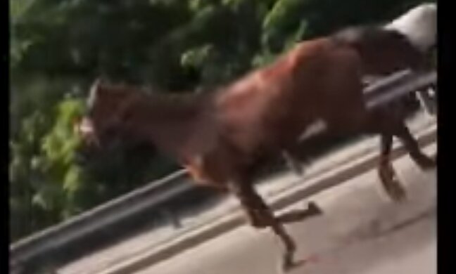 Скрін, відео YouTube