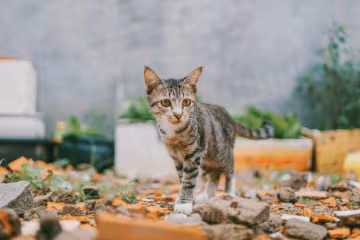 кошка, фото pxhere