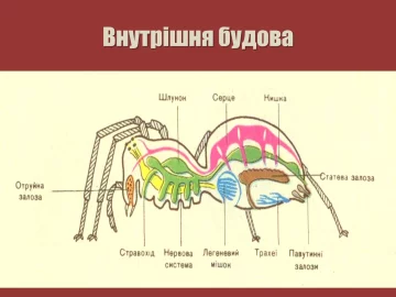 Павук-хрестовик (внутрішня будова)