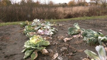 фото: Суспільне Харків