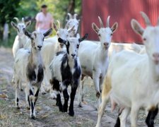 Безумные ученые скрестили козу и паука, и вот что вышло