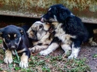 щенки / фото: Запорожский ботанический сад