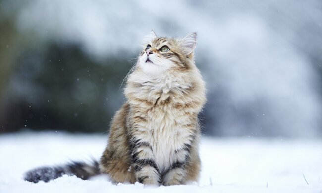Кіт у снігу. Фото з відкритих джерел