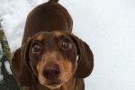 Для господині і хвоста не шкода - фото Mirror.co.uk