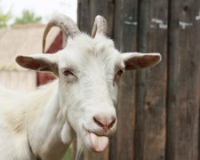 Вчені виявили нові здібності у кіз