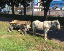 На Закарпатті власники чотириногого транспорту "заправляються" просто на газоні - "Коні хочуть їсти!"