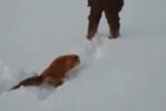 Нелюди жорстоко розправилися з маленькою лисичкою: били ногами й душили чоботом