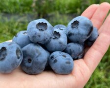 Развитие ягодничества, фото: minagro.gov.ua