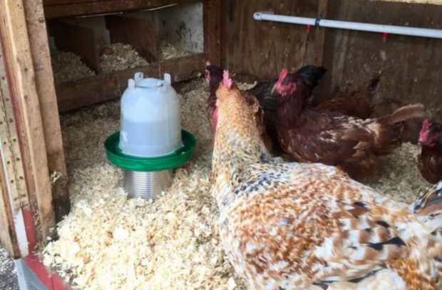 Зимой куры начнут нестись больше: что добавить в поилку, чтоб пришлось продавать яйца