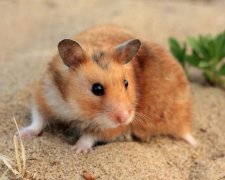Огидний хайп: українка піариться на вбитій тварині