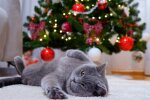 Новогодний кот, фото Знай.ua