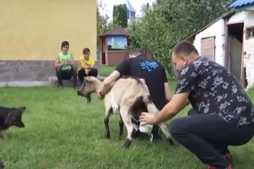 Балувана коза Галя з Тернопільщини стала зіркою мережі – губи качечкою і оголене вим'я