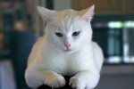кошка, фото pxhere
