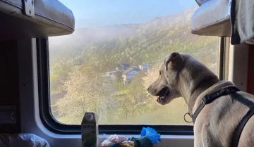 Животные в поезде