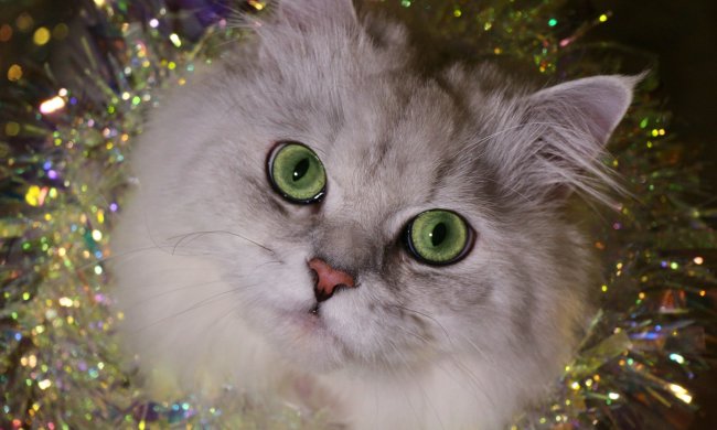 "Рідкий кіт" солодко заснув у гамаку і став зіркою соцмереж: користувачі не втрималися від створення фотожаб