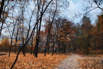 Ліс, фото: Знай.ua