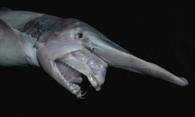 Морське чудовисько: маловідома науці акула-гоблін
