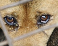 Санкції працюють: у Росії почали офіційно продавати собачатину