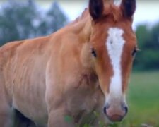 Под Днепром девушке вернули похищенного коня, - "Три дня без еды и воды"