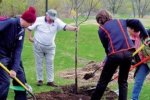 В Україні стартувала Всесвітня акція з висадки дерев (відео)