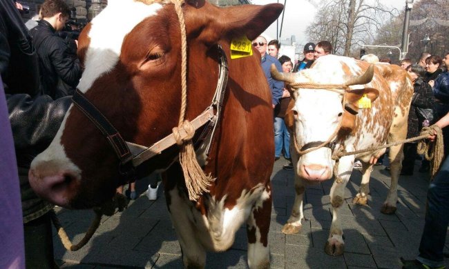 На Хэллоуин копам пришлось спасать коров: видео взорвало сеть